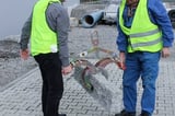 2026-probst-EXG-kivitarrain